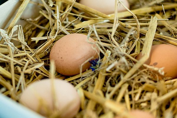 Gekochte Eier auf einem Strohbett