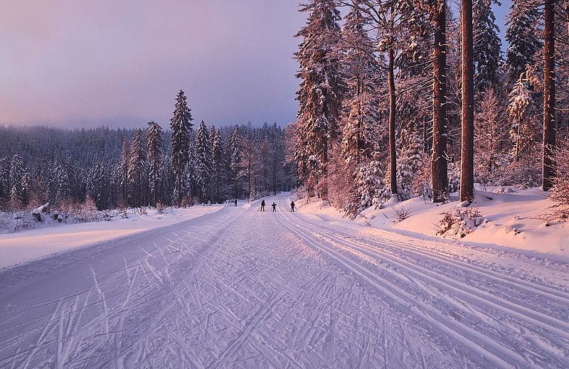 Familie beim Langlaufen auf einer Loipe im Bayerischen Wald in der Abendsonne