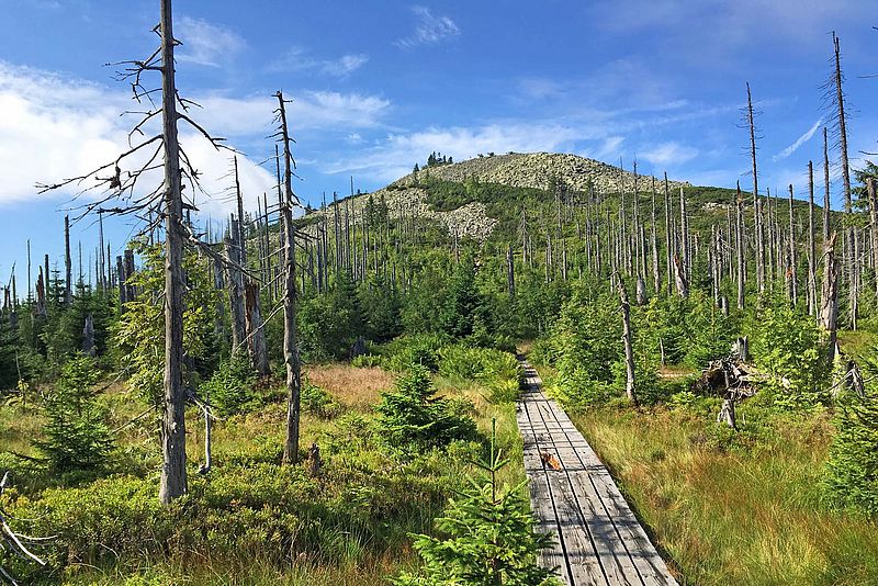 Weg mit Holzplanken am Lusen im Bayerischen Wald im Sommer bei Sonnenschein