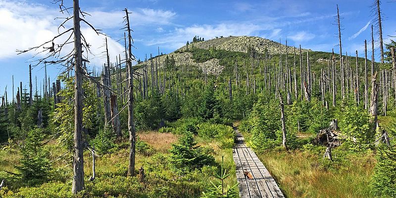 Weg mit Holzplanken am Lusen im Bayerischen Wald im Sommer bei Sonnenschein