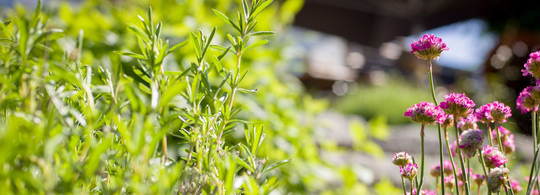 Frische Kräuter aus dem eigenen Garten im Landgasthof Euler