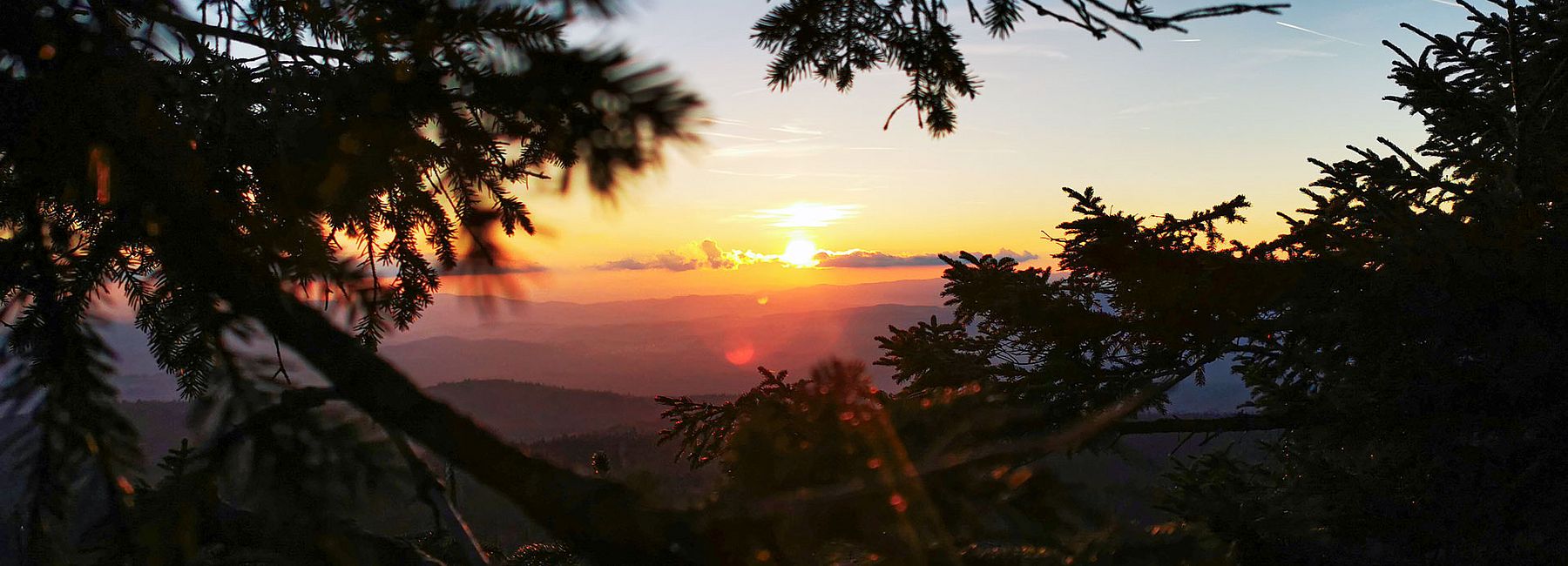 Sonnenuntergang über den Bergen, eingerahmt von dunklen Tannenzweigen im Vordergrund.