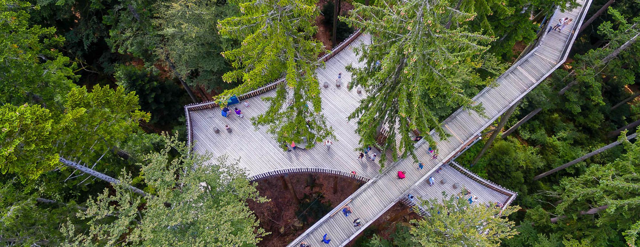 Baumwipfelpfad im Wald aus der Vogelperspektive mit Besuchern zwischen hohen Bäumen