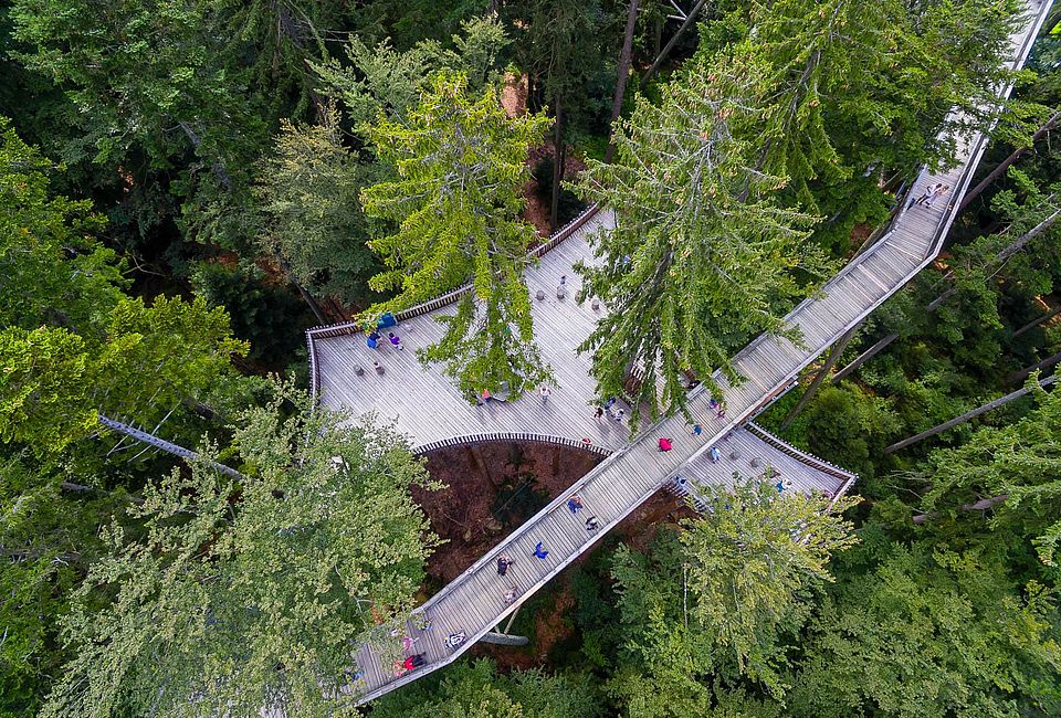 Treetop walkway in forest seen from above with visitors walking between tall trees