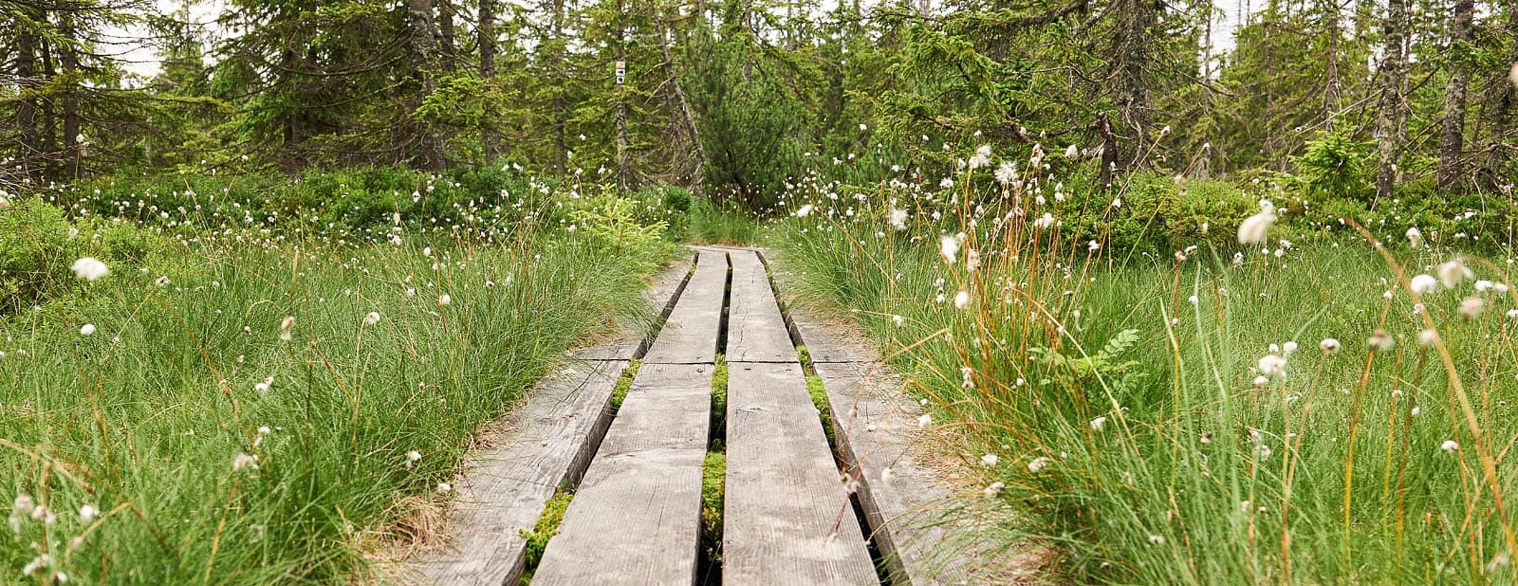 Holzsteg durch Moorlandschaft mit Gräsern und Nadelbäumen