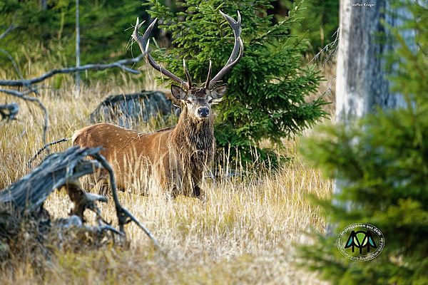 Hirsch mit mächtigem Geweih steht im hohen Gras vor einer Tanne