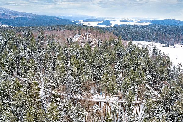Verschneite Holzstege am Baumwipfelpfad mit Baumei im Bayerischen Wald