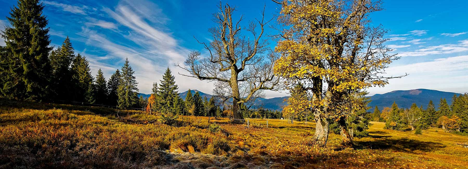 Bäume mit buntem Herbstlaub im Herbst bei Sonnenschein