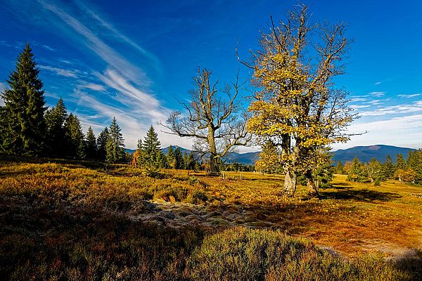 Bäume mit buntem Herbstlaub im Herbst bei Sonnenschein