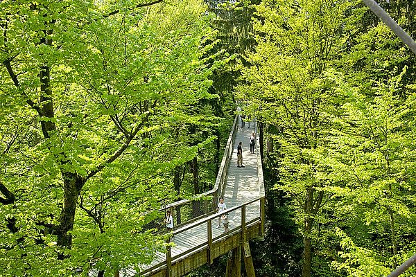 Menschen auf einem Holzweg auf Baumstämmen im Wald bei Sonnenschein